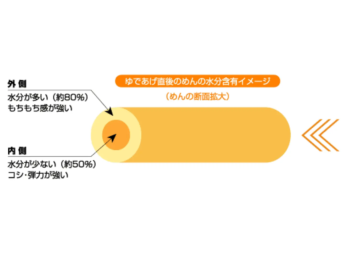 ゆであげ直後のめんの水分含有イメージ